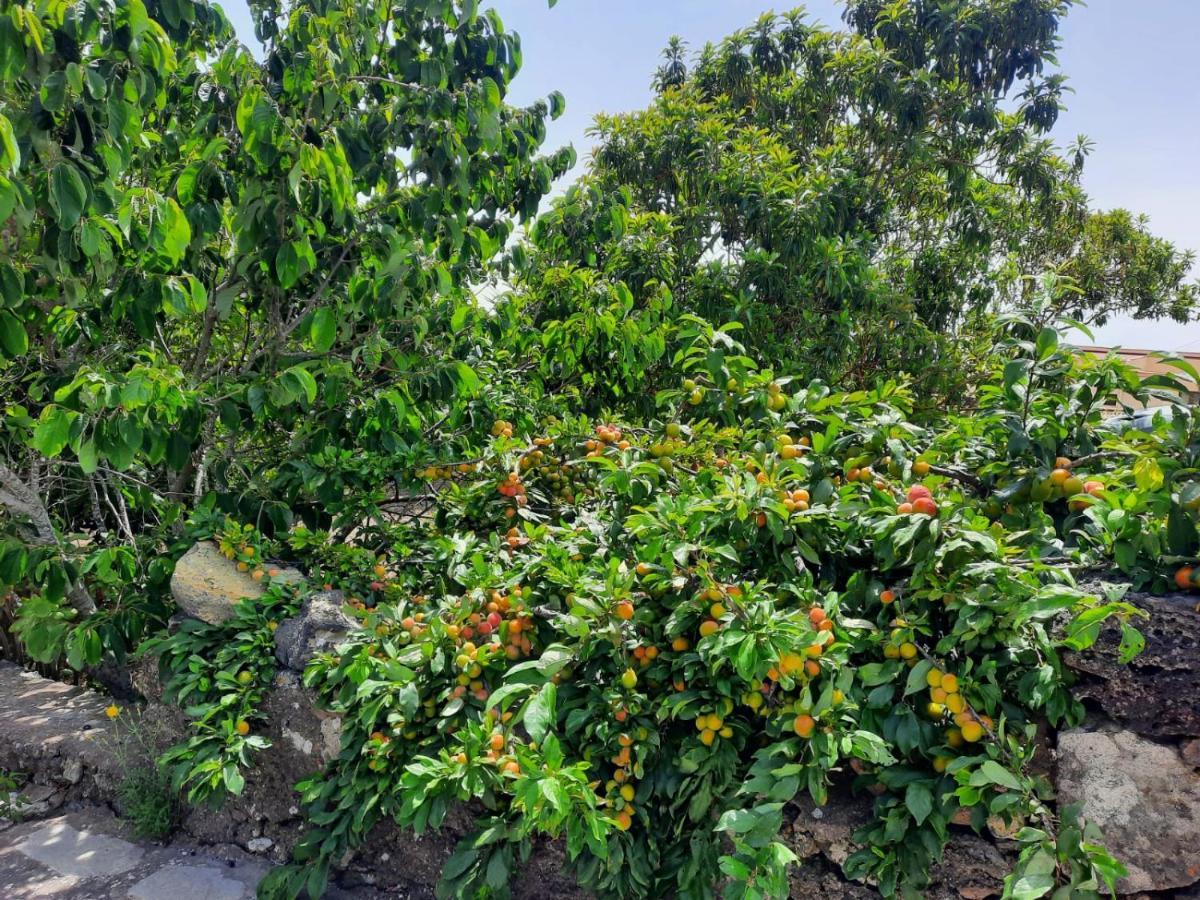 Amapola San Andres (El Hierro)