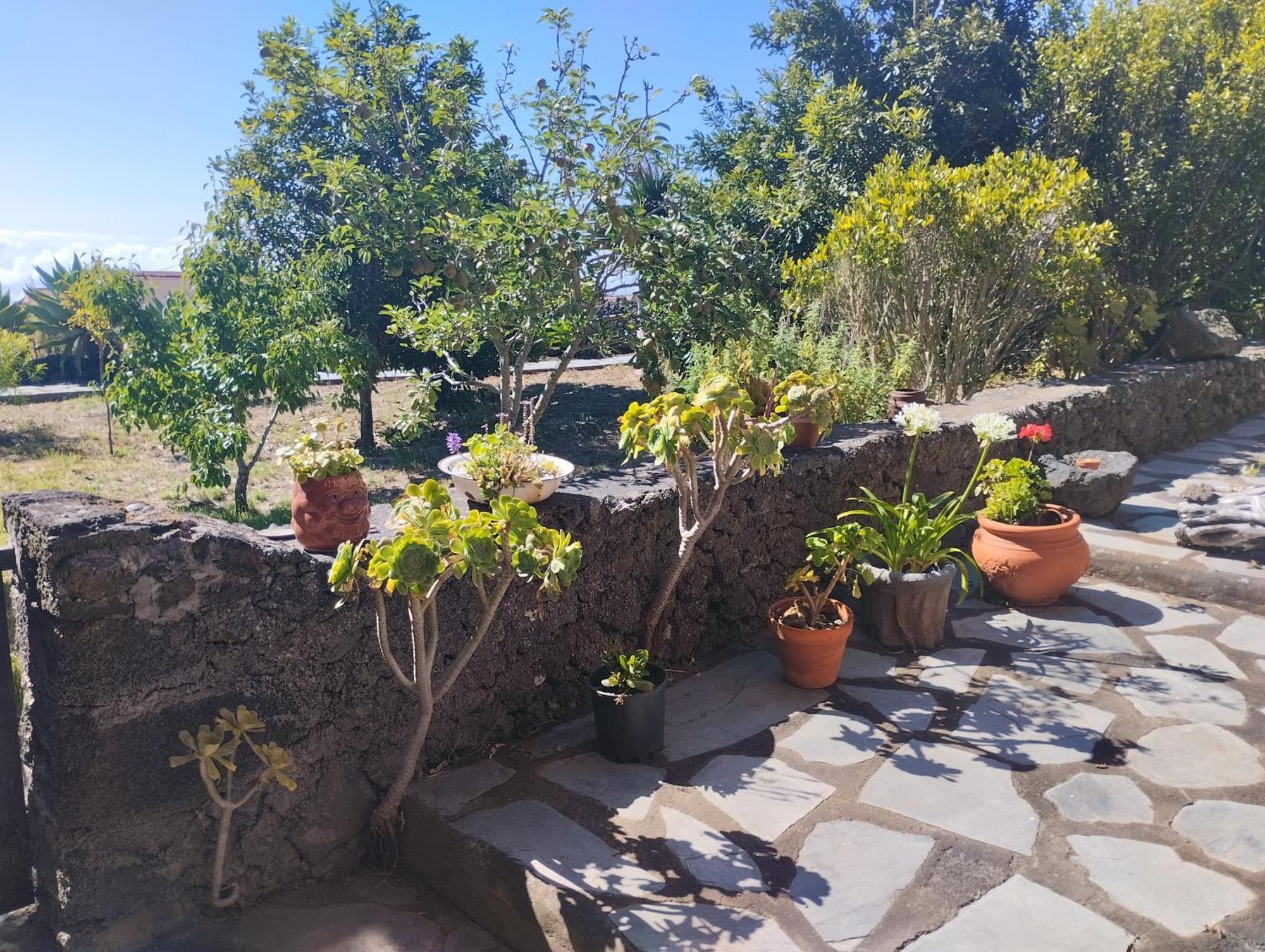 Amapola