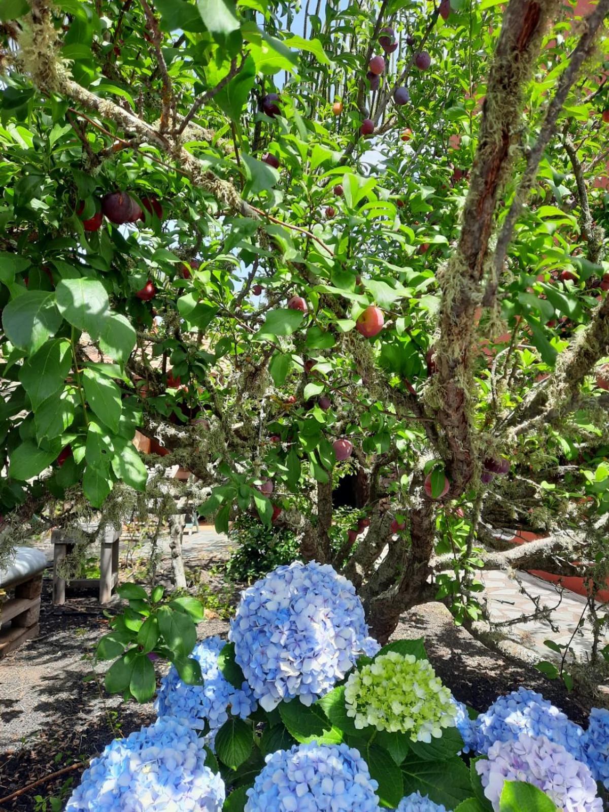 Amapola Holiday home