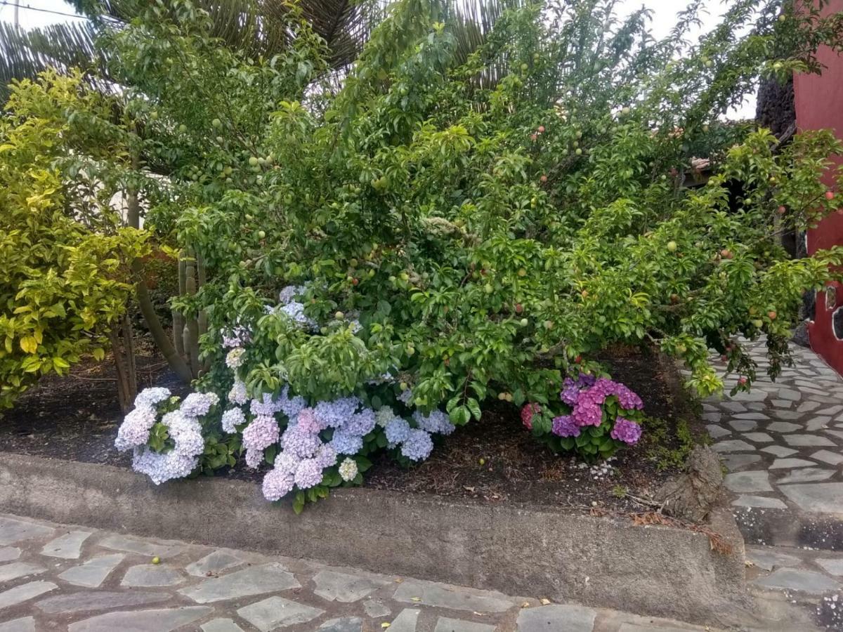 Amapola San Andres (El Hierro)